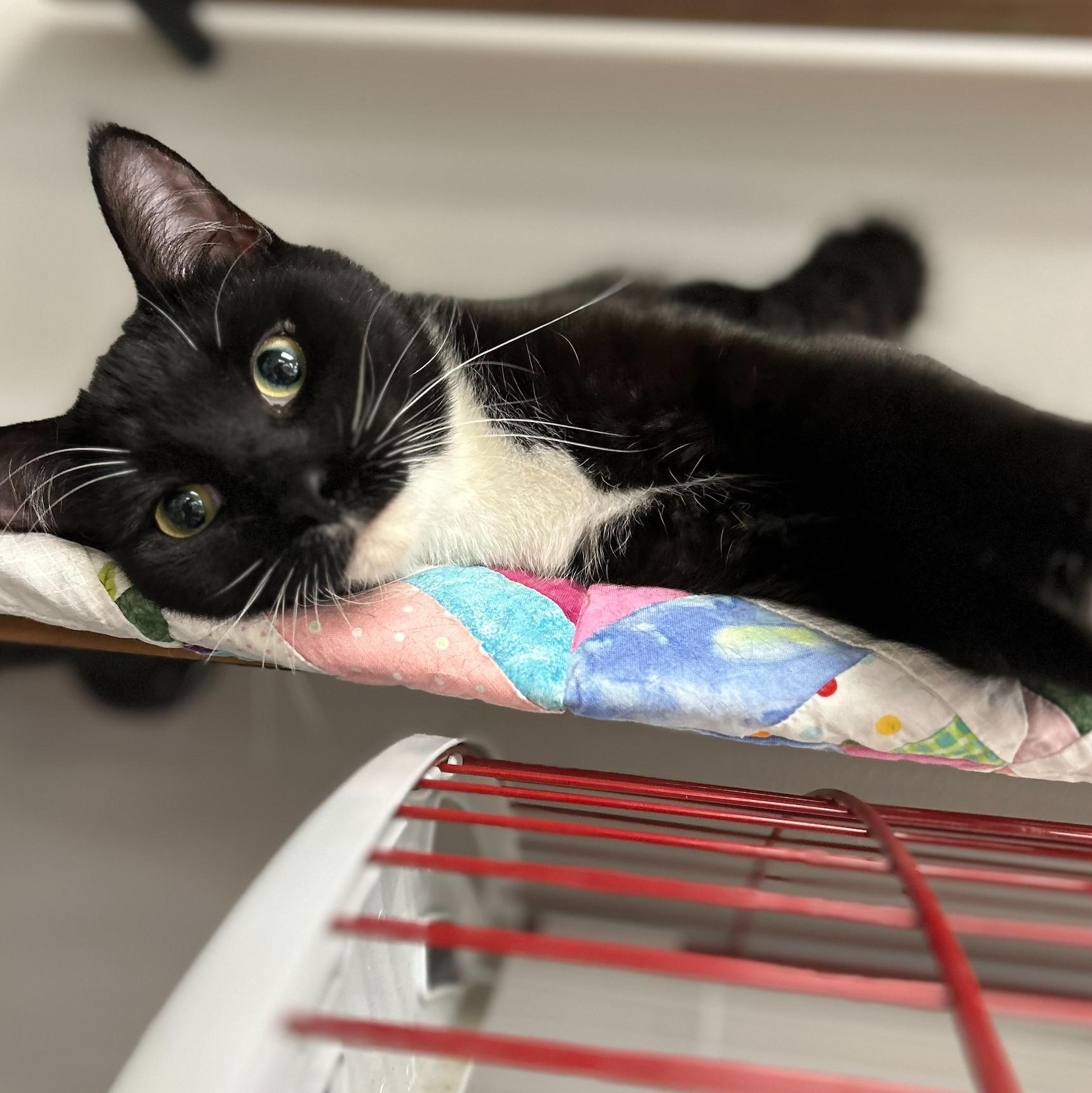 Enlarge Binx *, a Adoptable Domestic Short Hair in Douglas, MI image 2/4