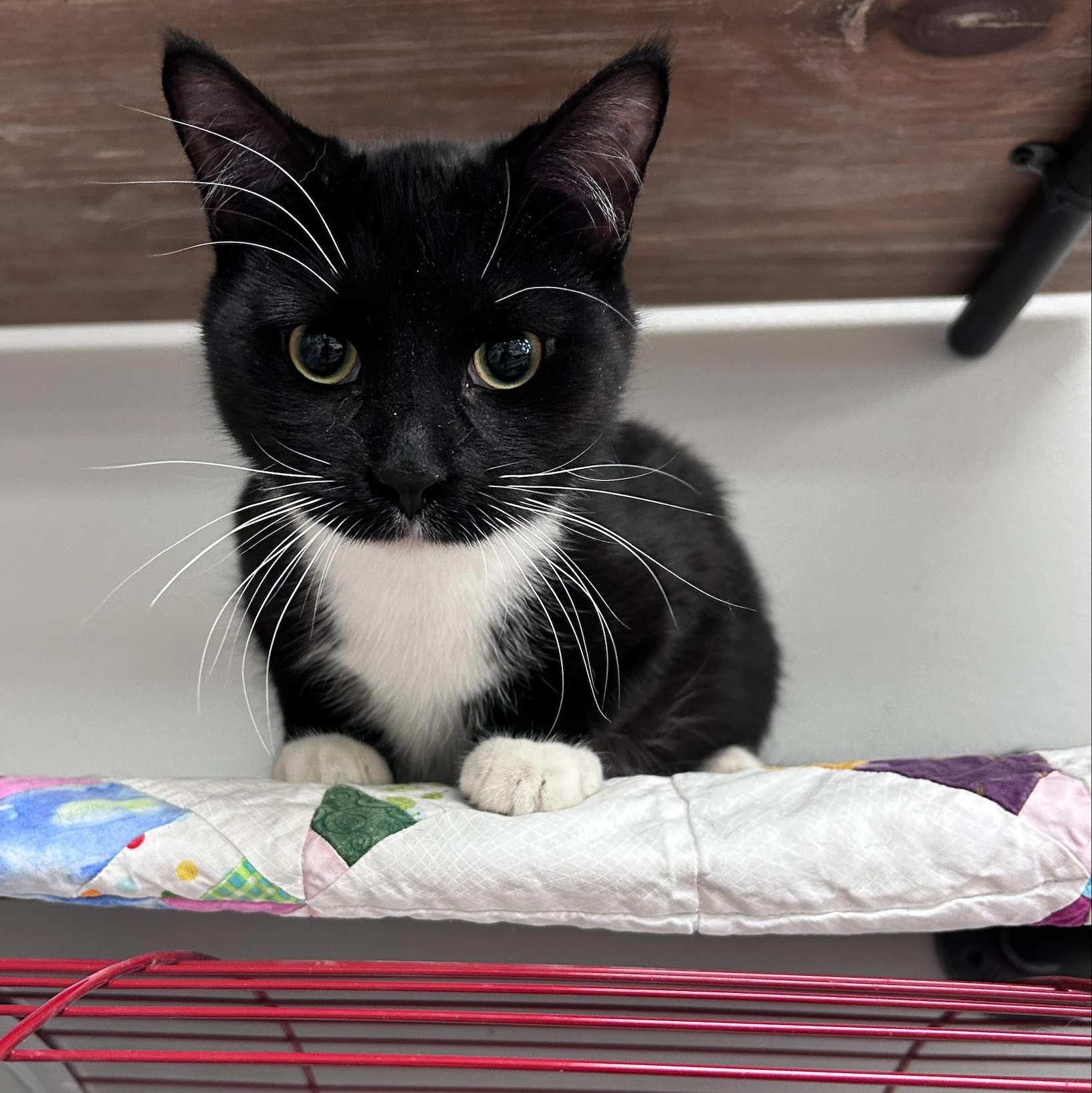 Binx * — thumbnail 2