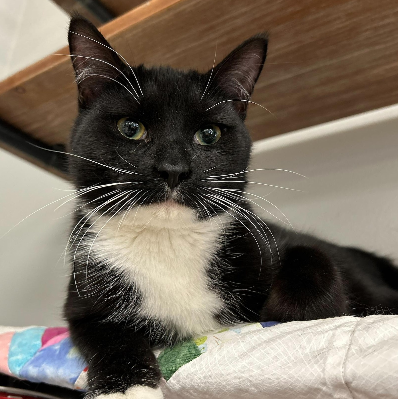 Enlarge Binx *, a Adoptable Domestic Short Hair in Douglas, MI image 1/4