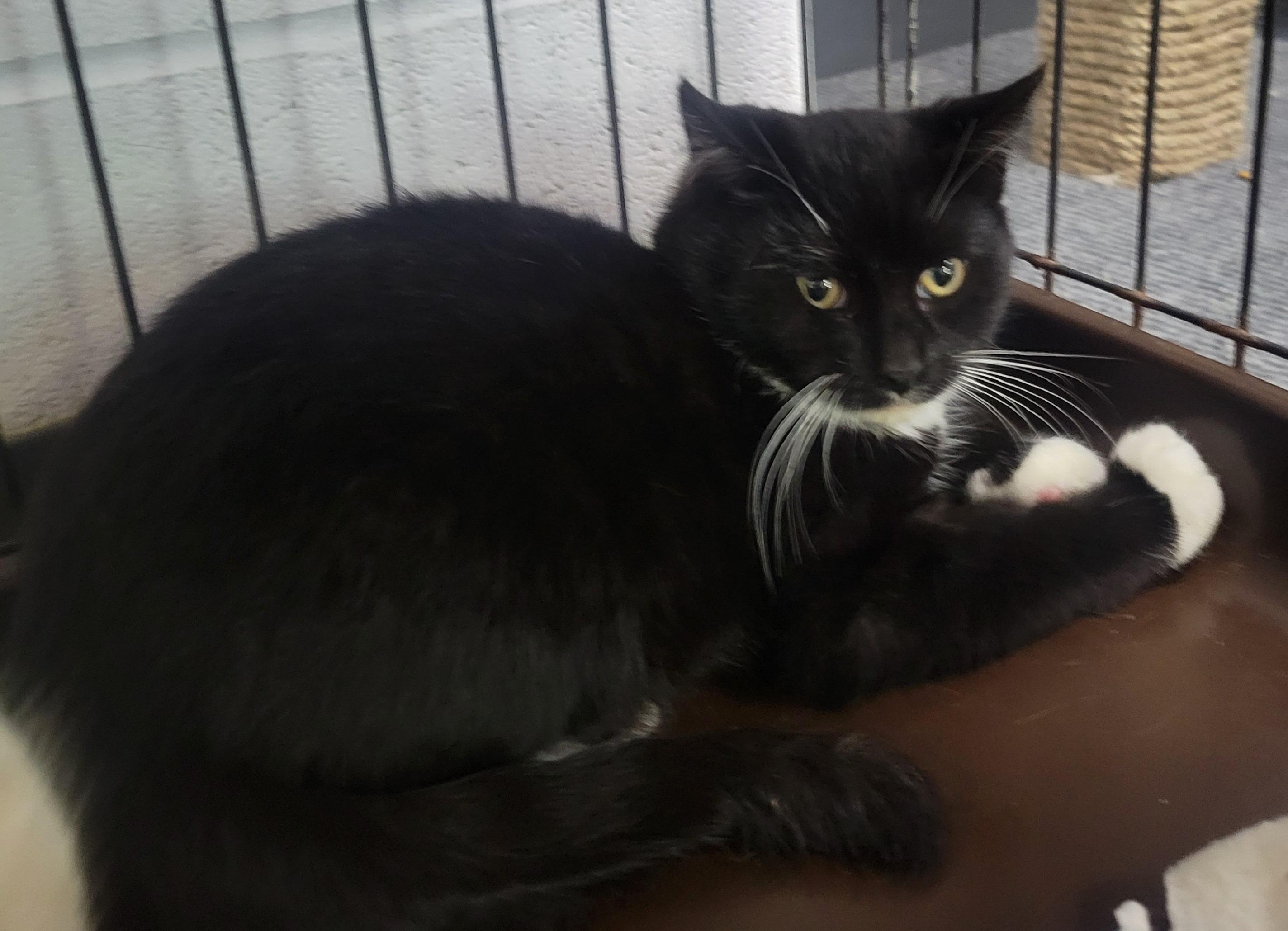 Binx * — thumbnail 4