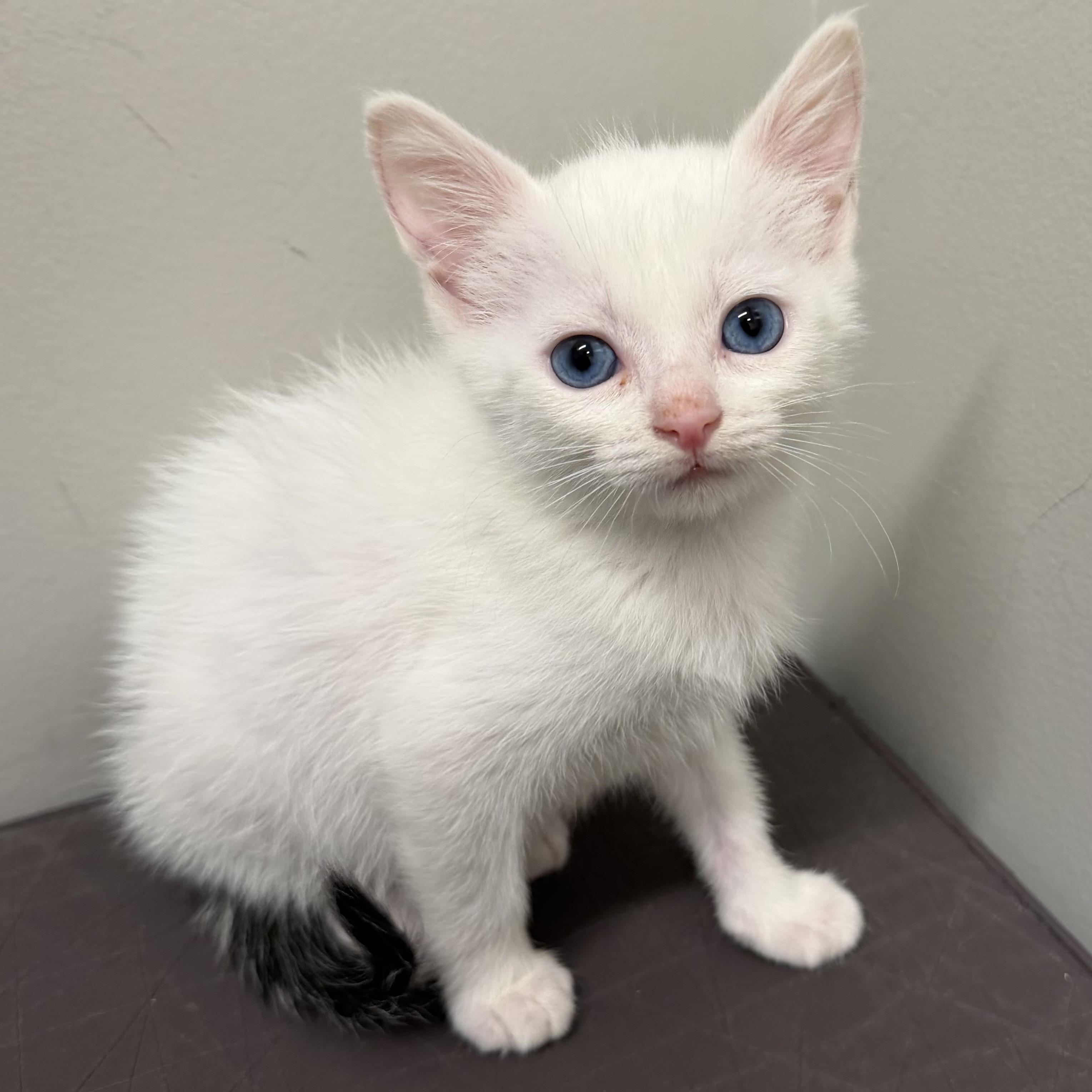 Boo, an adoptable mixed breed in Libertyville, IL image 1/3