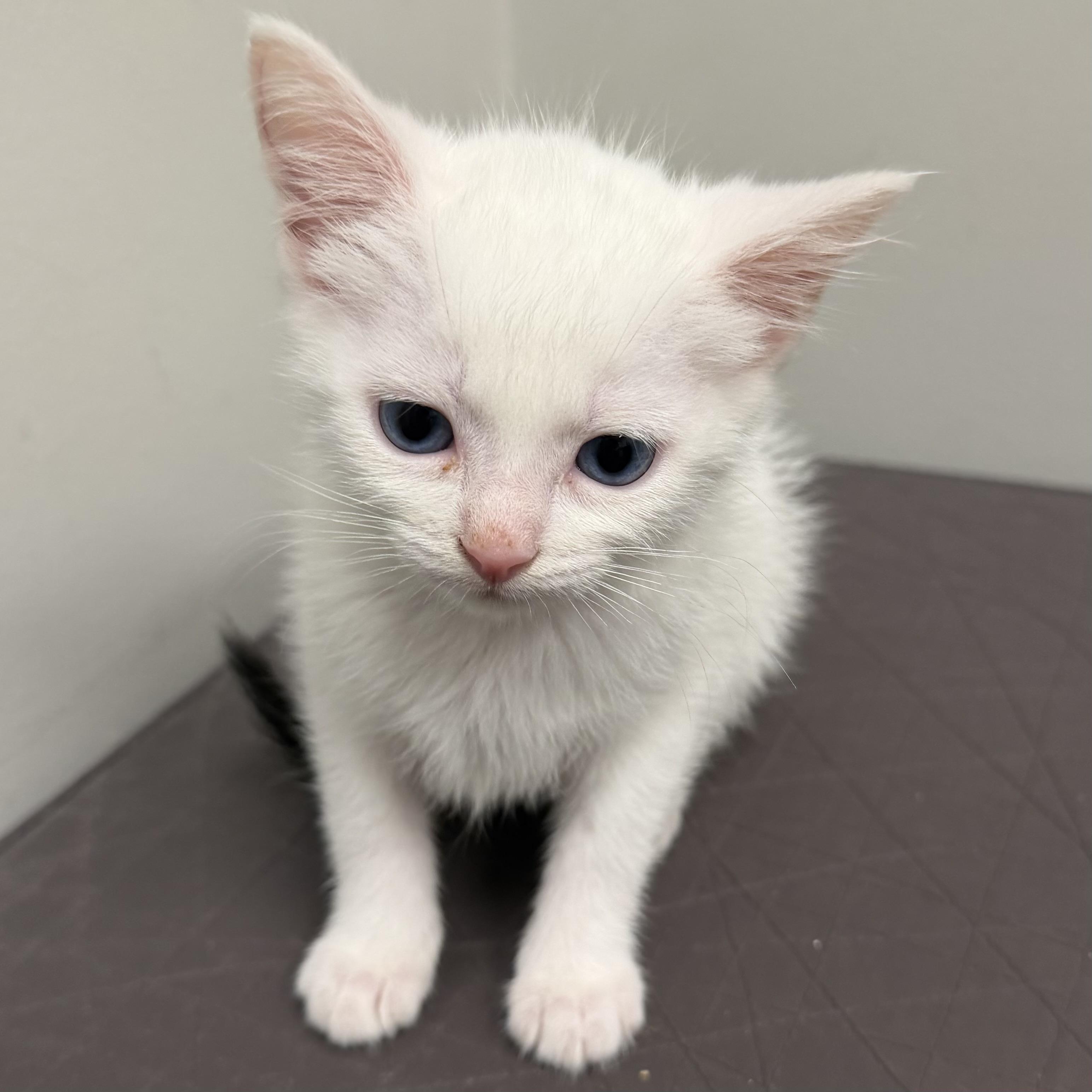 Boo, an adoptable mixed breed in Libertyville, IL image 3/3