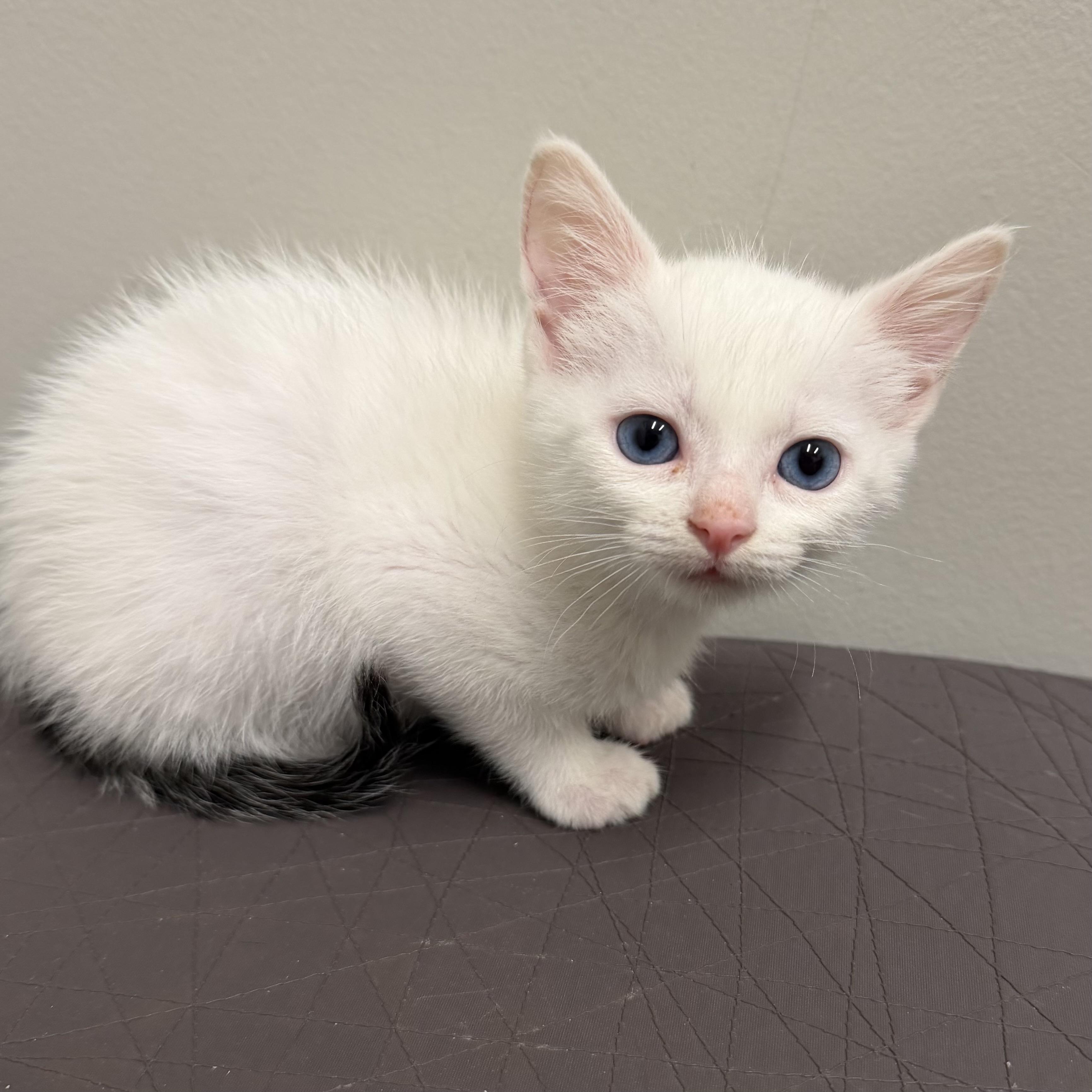 Boo, an adoptable mixed breed in Libertyville, IL image 2/3