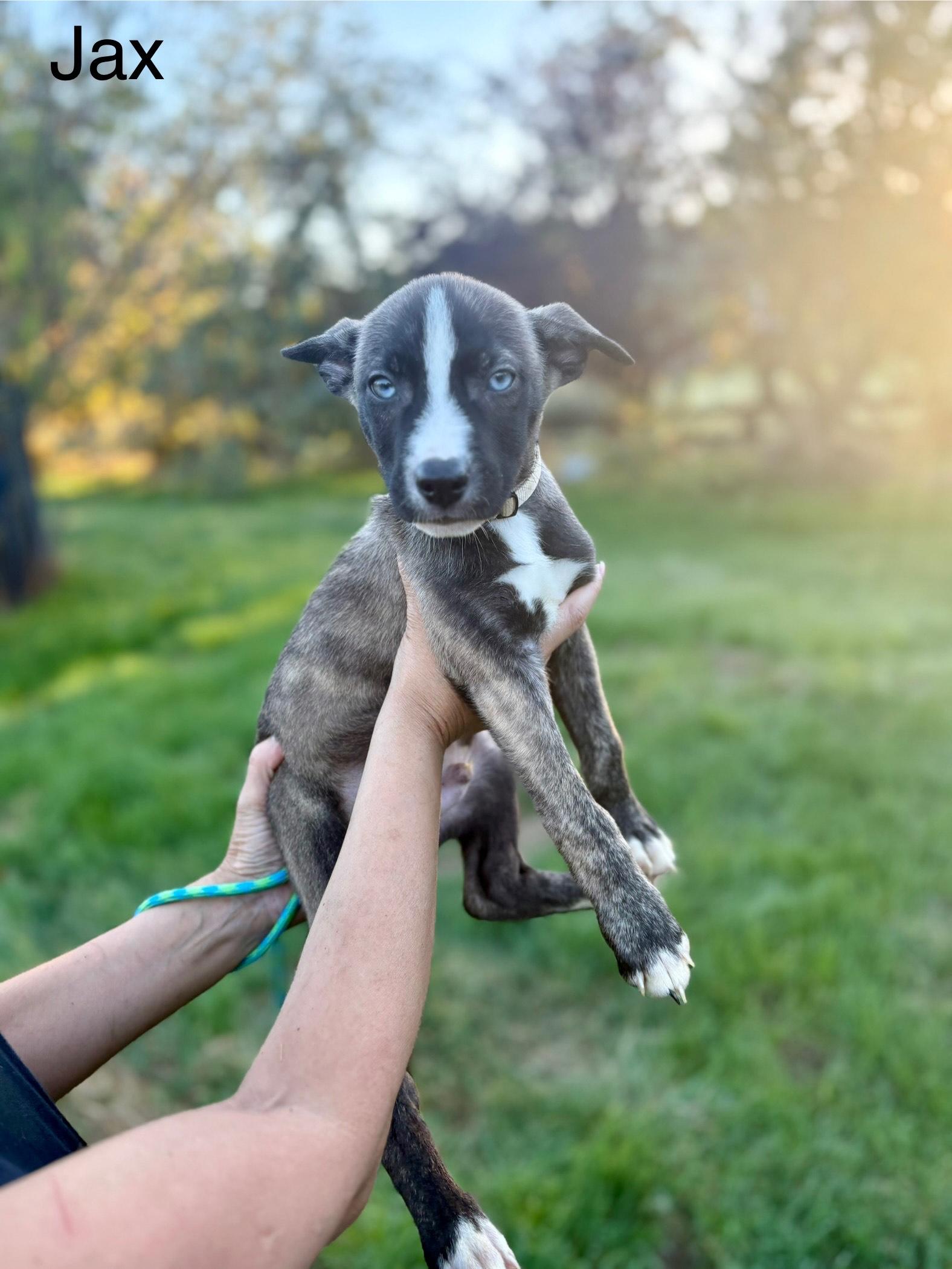 Jax, adopted, Puppy Male Shepherd.