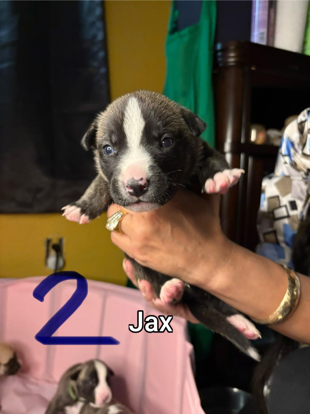 Enlarge Jax, an adopted mixed breed in Atascadero , CA image 3/3