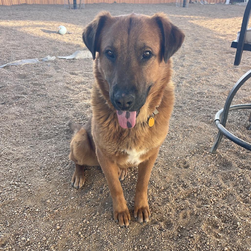 Bugsy Malone, a Adoptable mixed breed in Prescott, AZ image 1/6