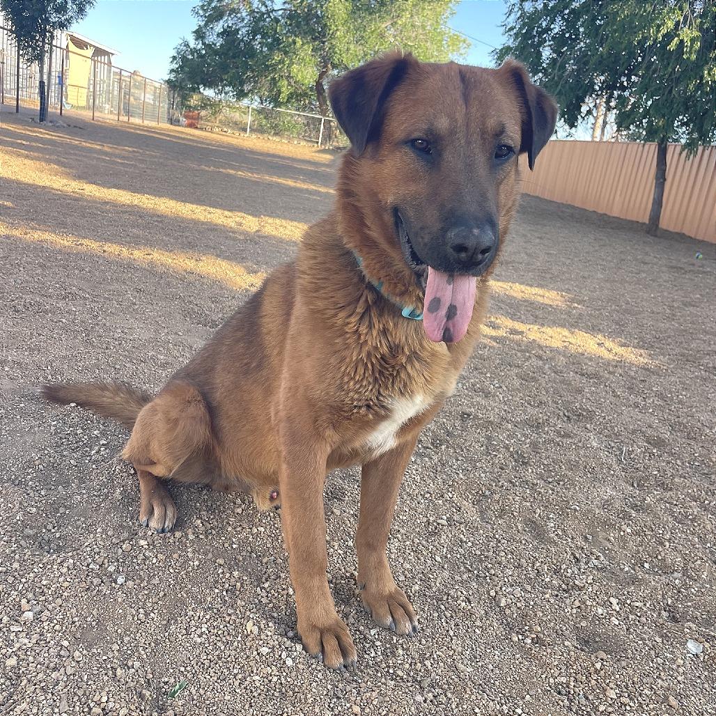 Bugsy Malone, a Adoptable mixed breed in Prescott, AZ image 2/6