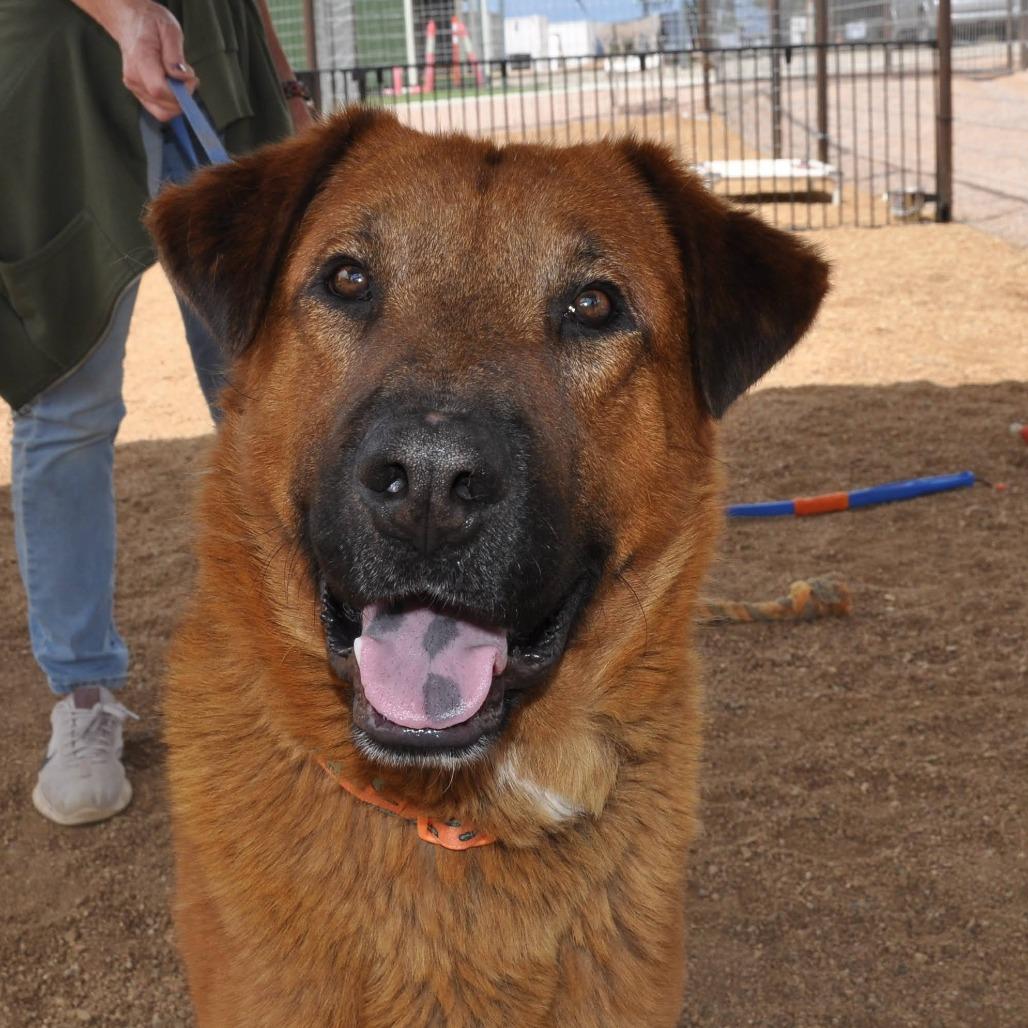 Bugsy Malone, a Adoptable mixed breed in Prescott, AZ image 3/6