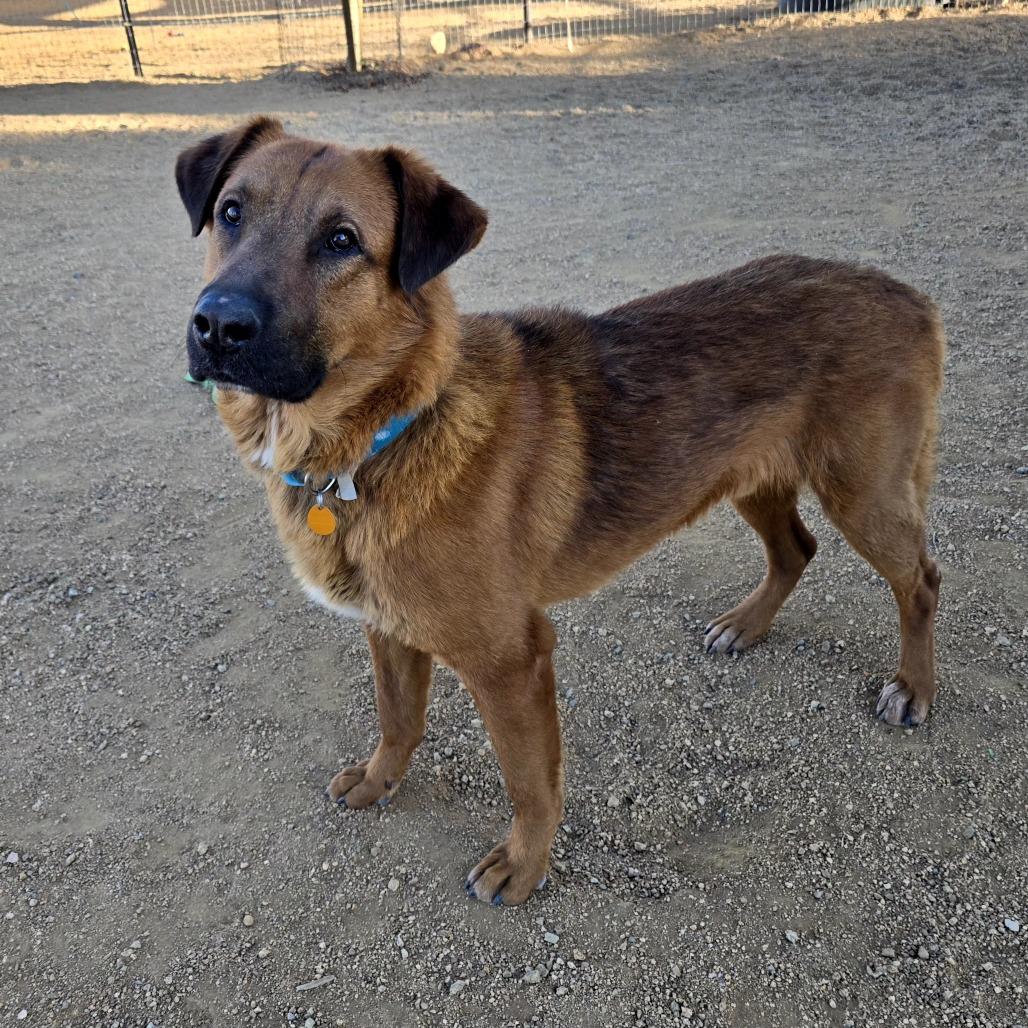 Bugsy Malone, a Adoptable mixed breed in Prescott, AZ image 4/6