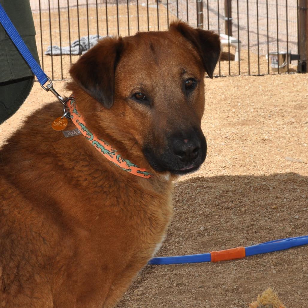 Bugsy Malone, a Adoptable mixed breed in Prescott, AZ image 5/6