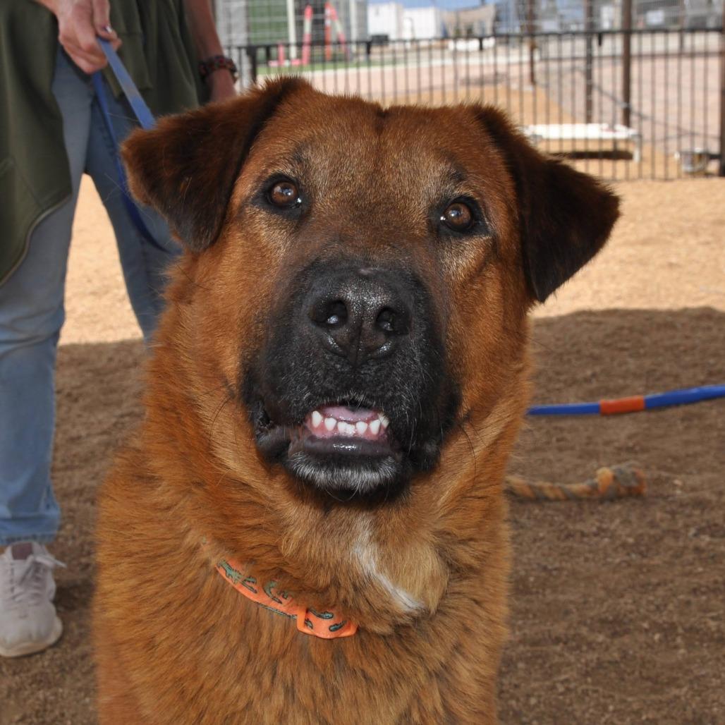 Bugsy Malone, a Adoptable mixed breed in Prescott, AZ image 6/6