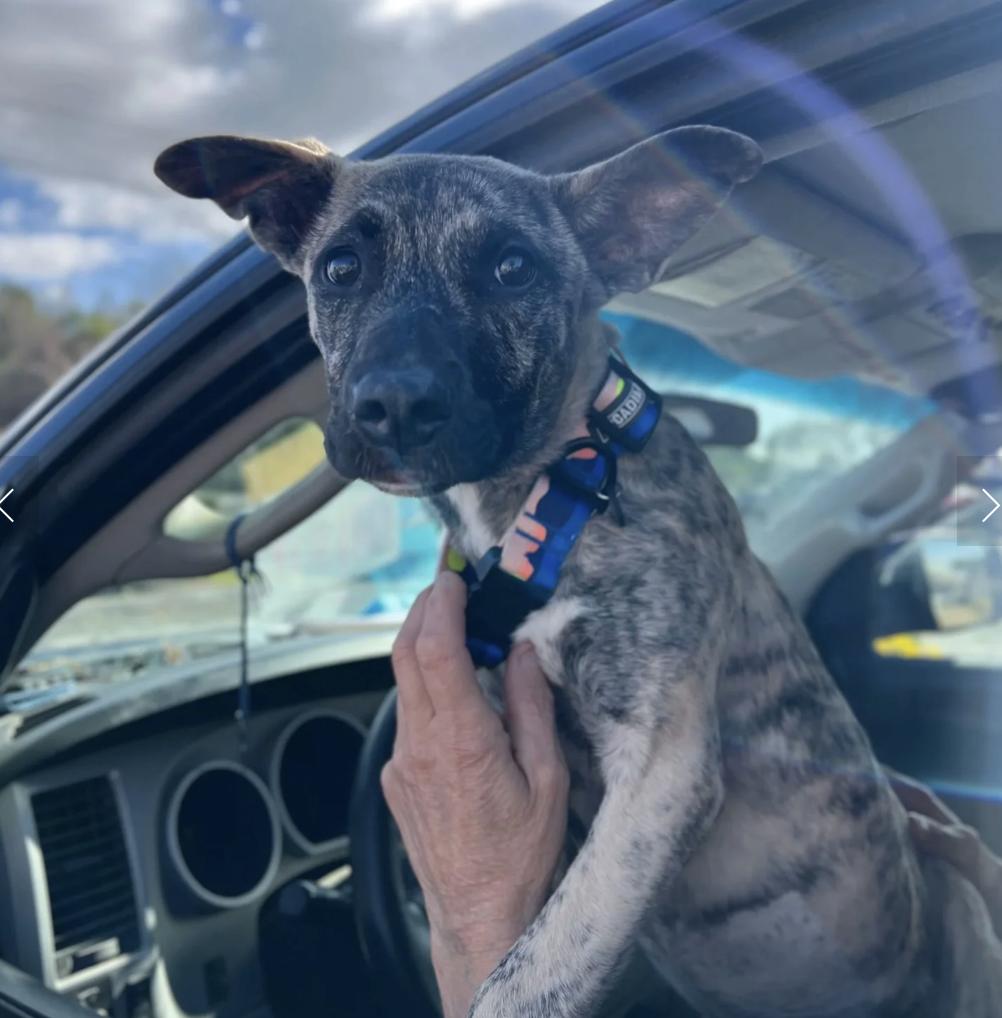 Enlarge Blossom, a ADOPTABLE mixed breed in Davis, CA image 1/3