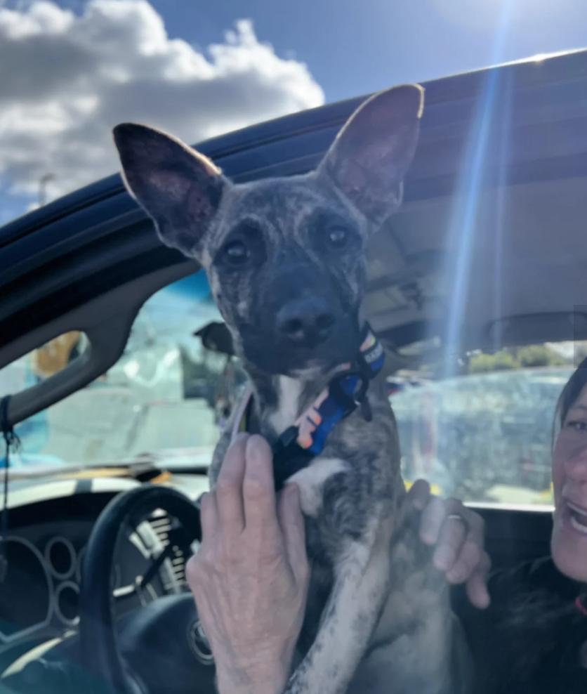 Enlarge Blossom, a ADOPTABLE mixed breed in Davis, CA image 3/3