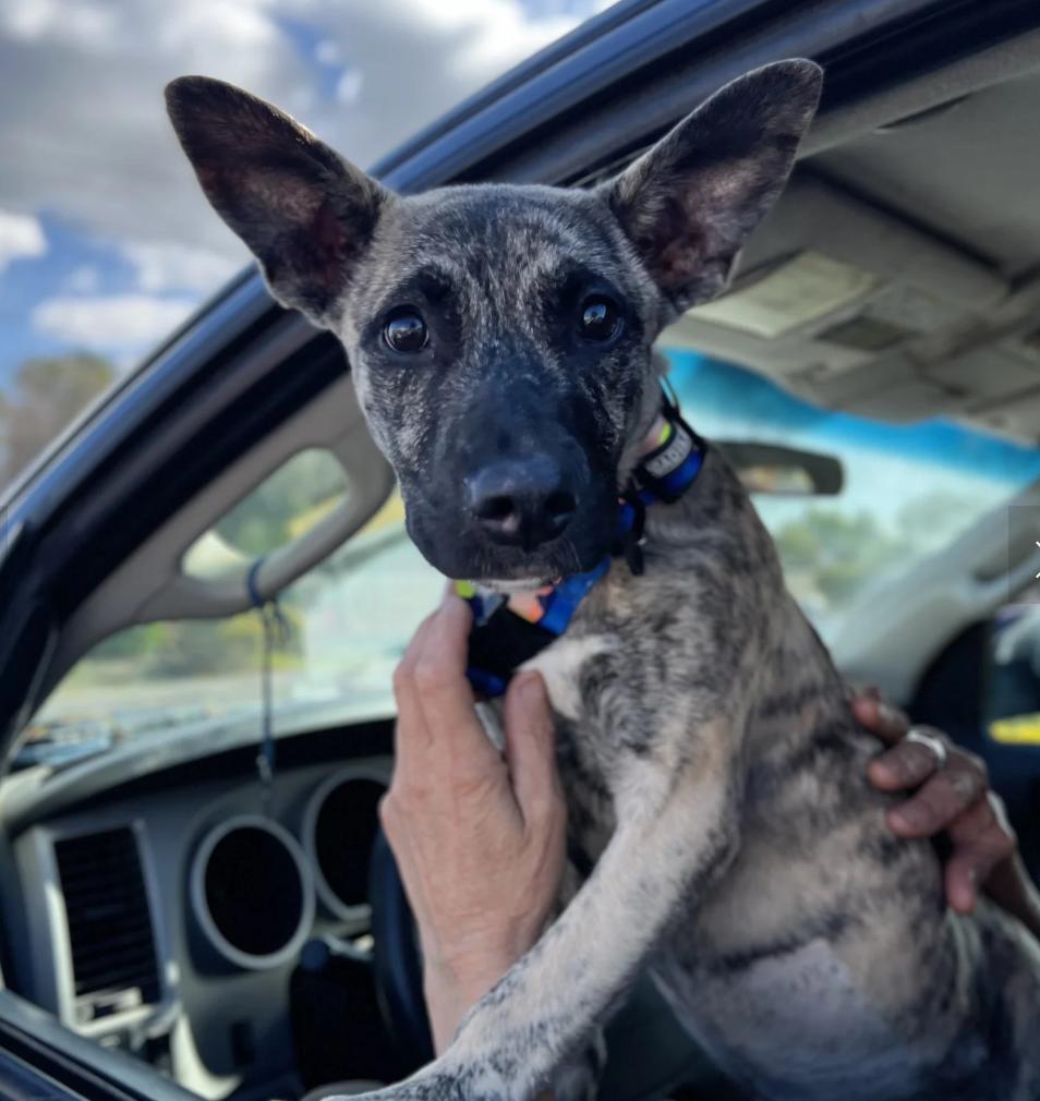 Enlarge Blossom, a ADOPTABLE mixed breed in Davis, CA image 2/3