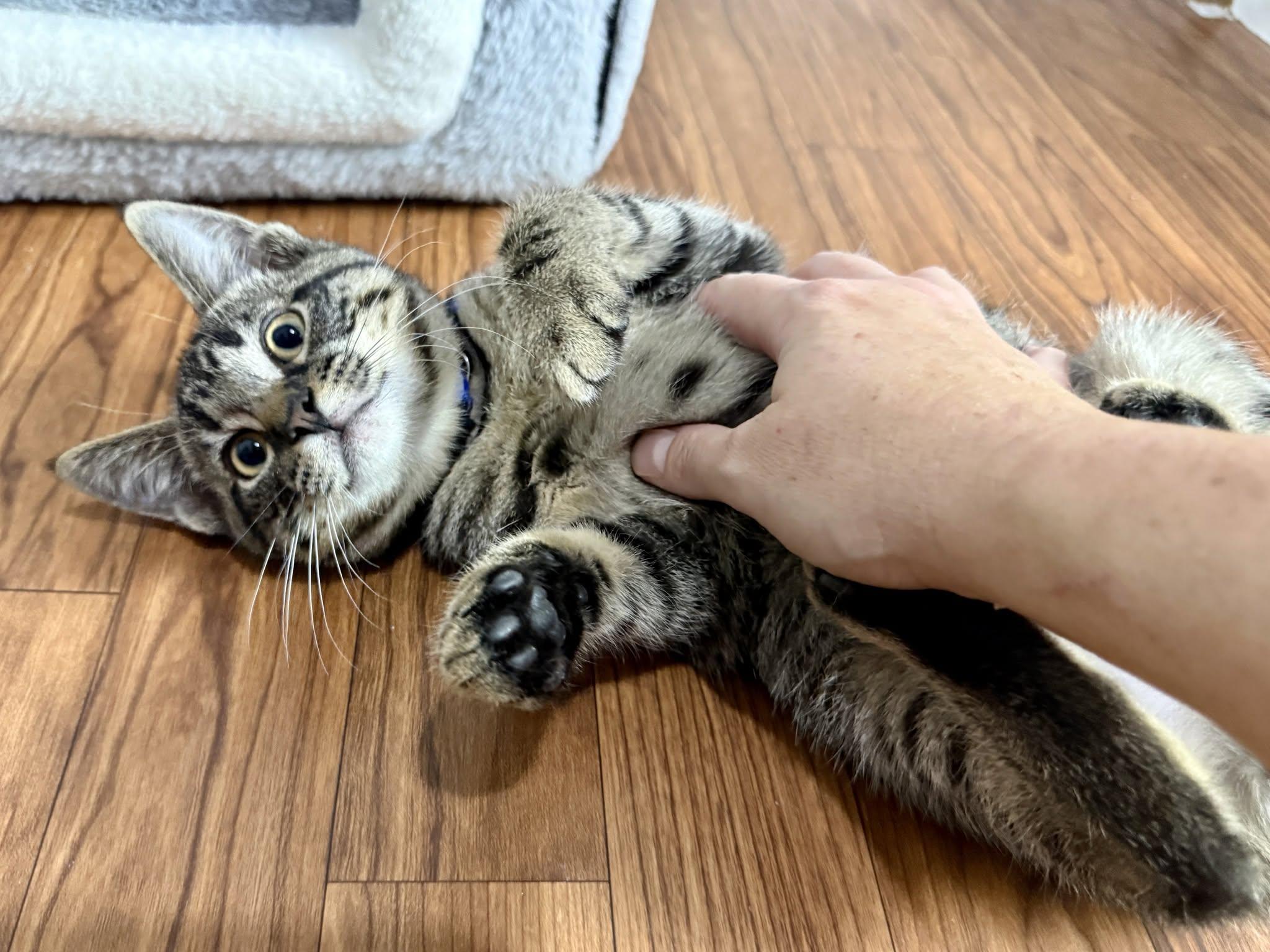 Randall Houston, a ADOPTABLE Domestic Short Hair in Ashland, OH image 4/4
