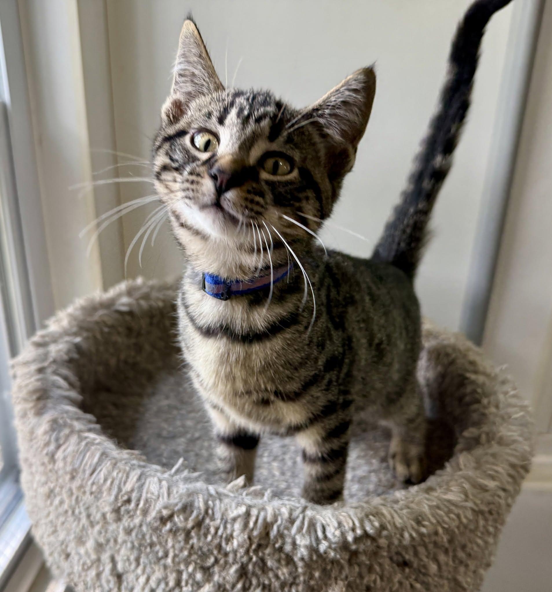 Randall Houston, a ADOPTABLE Domestic Short Hair in Ashland, OH image 1/4