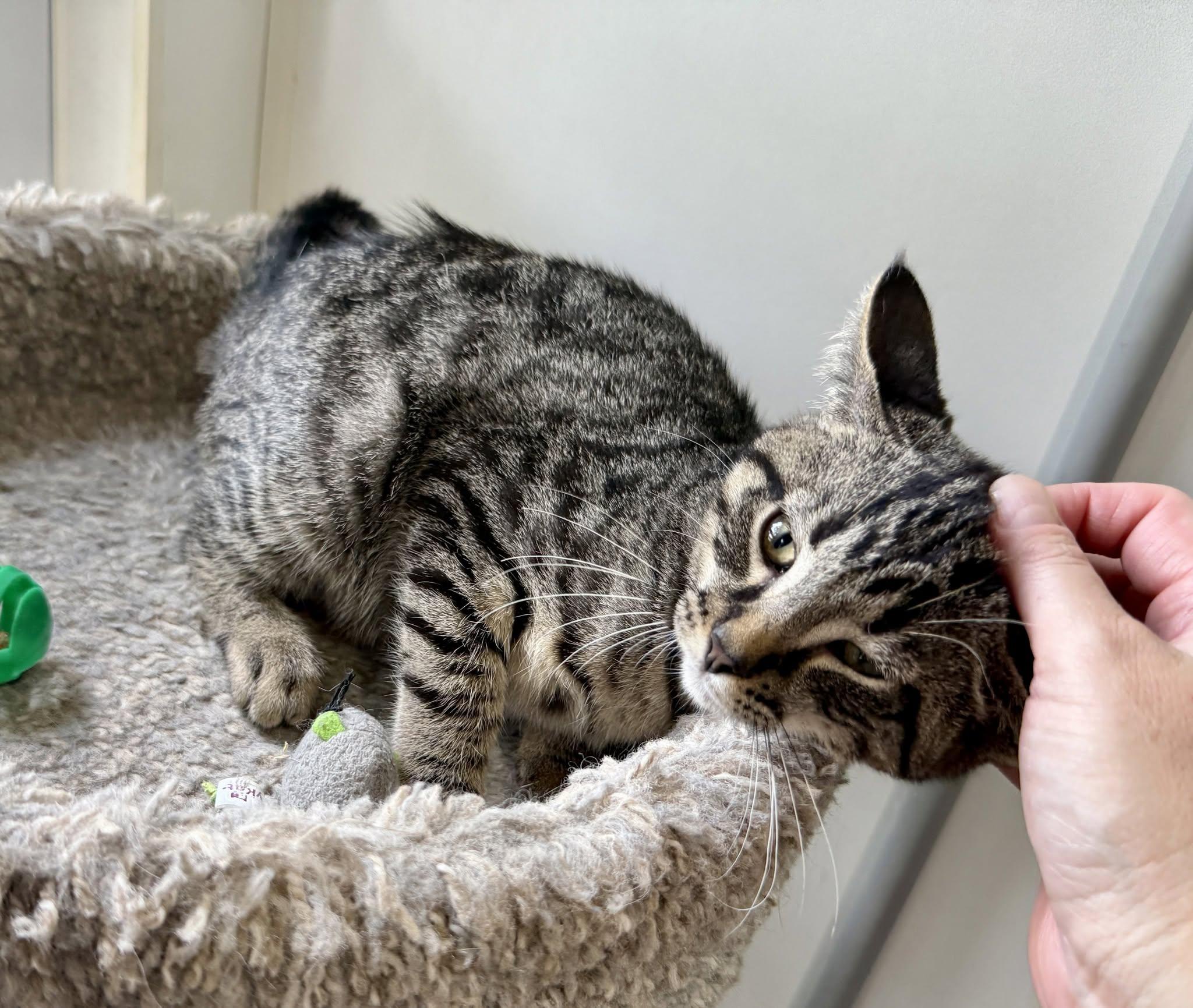 Randall Houston, a ADOPTABLE Domestic Short Hair in Ashland, OH image 3/4