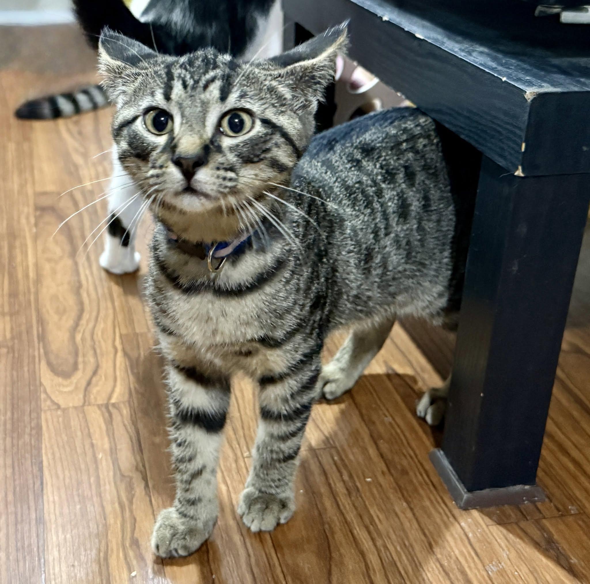 Randall Houston, a ADOPTABLE Domestic Short Hair in Ashland, OH image 2/4