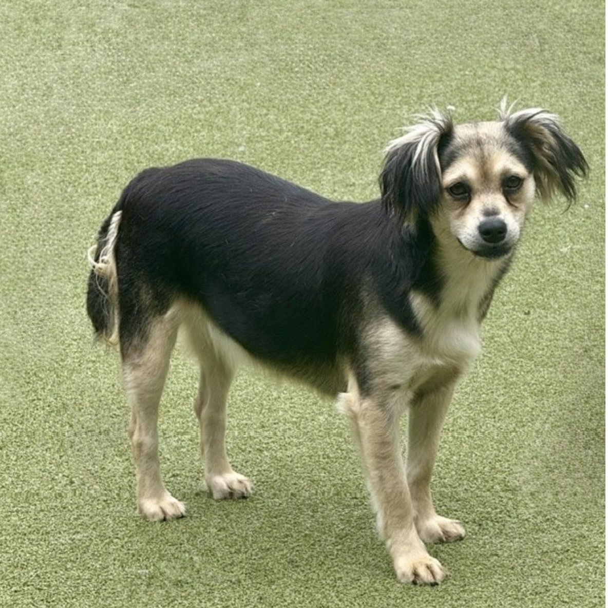 Enlarge HARROW, a Adoptable mixed breed in Brewster, NY image 4/6
