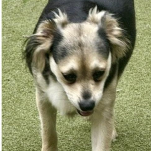 Enlarge HARROW, a Adoptable mixed breed in Brewster, NY image 6/6