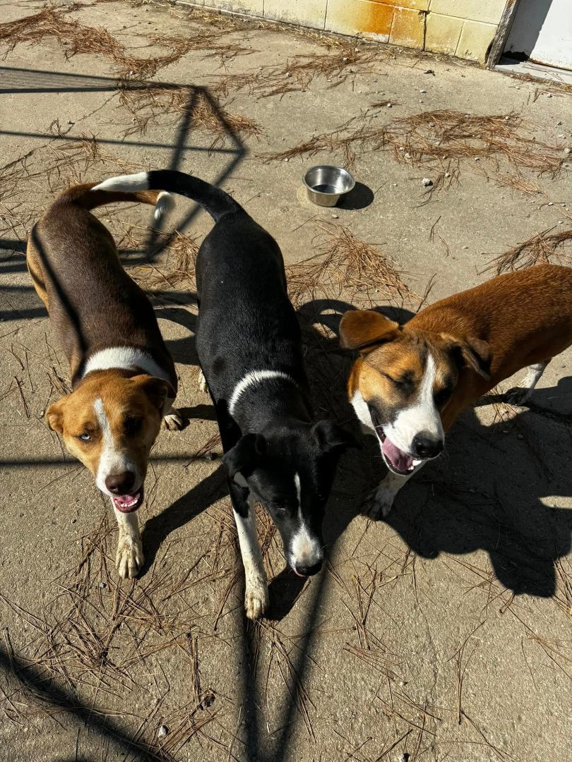 Enlarge Hansel, a Adoptable Shepherd in Tullahoma, TN image 2/5