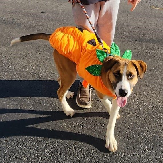 Hansel, Adoptable, Adult Male Shepherd.