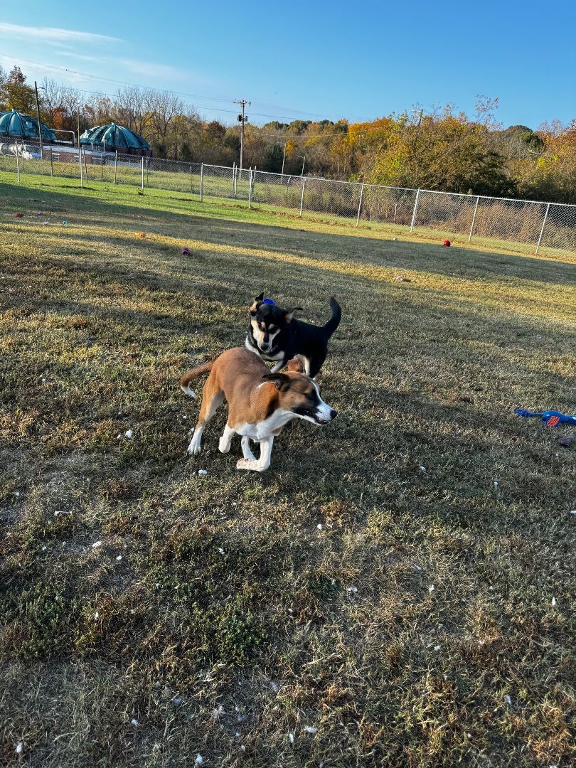 Enlarge Hansel, a Adoptable Shepherd in Tullahoma, TN image 4/5