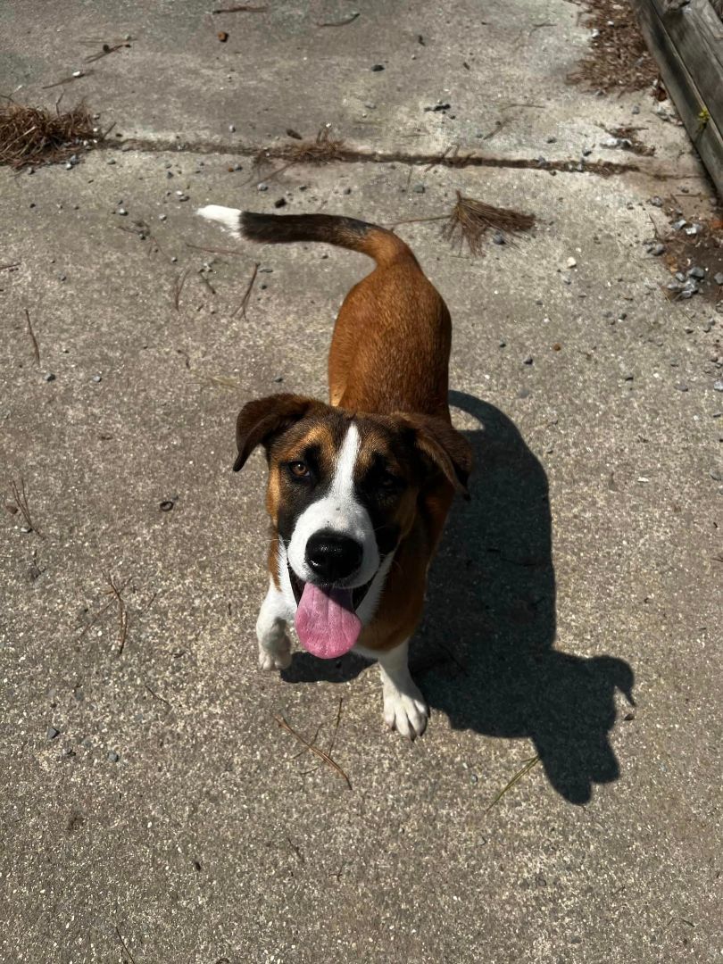 Enlarge Hansel, a Adoptable Shepherd in Tullahoma, TN image 5/5