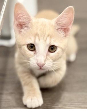 Schroeder W, adopted, Kitten Male Domestic Short Hair.