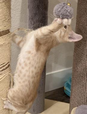 Schroeder W, an adopted Domestic Short Hair in Fair Oaks, CA image 3/3