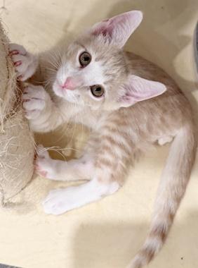 Schroeder W, an adopted Domestic Short Hair in Fair Oaks, CA image 2/3