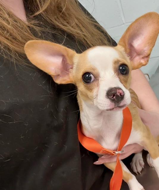 Marty, ADOPTABLE, Puppy Female Chihuahua.