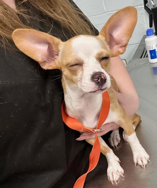 Enlarge Marty, a ADOPTABLE Chihuahua in Orlando, FL image 2/2