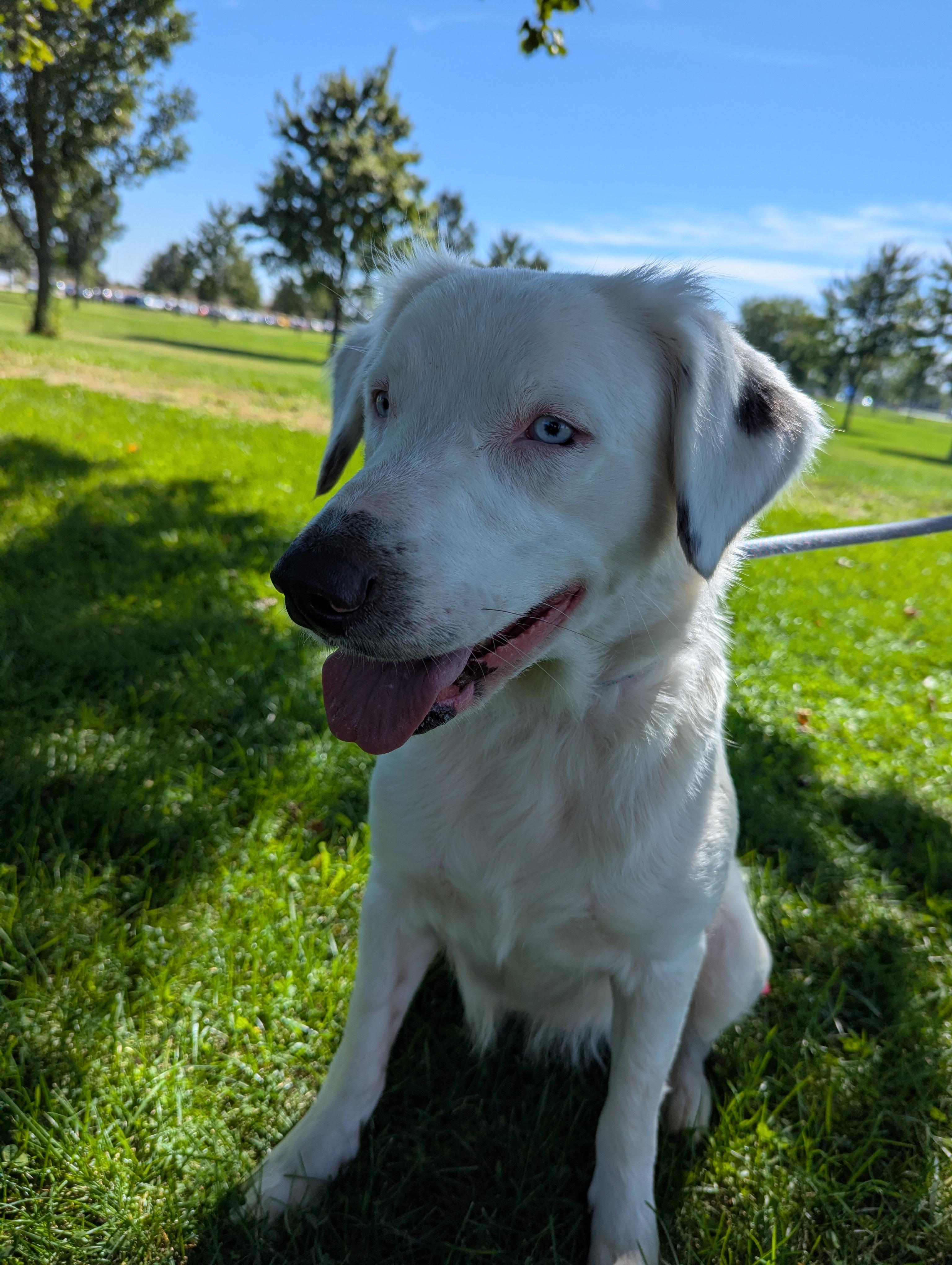 Enlarge Lorelei, a Adoptable mixed breed in Valparaiso, IN image 4/4