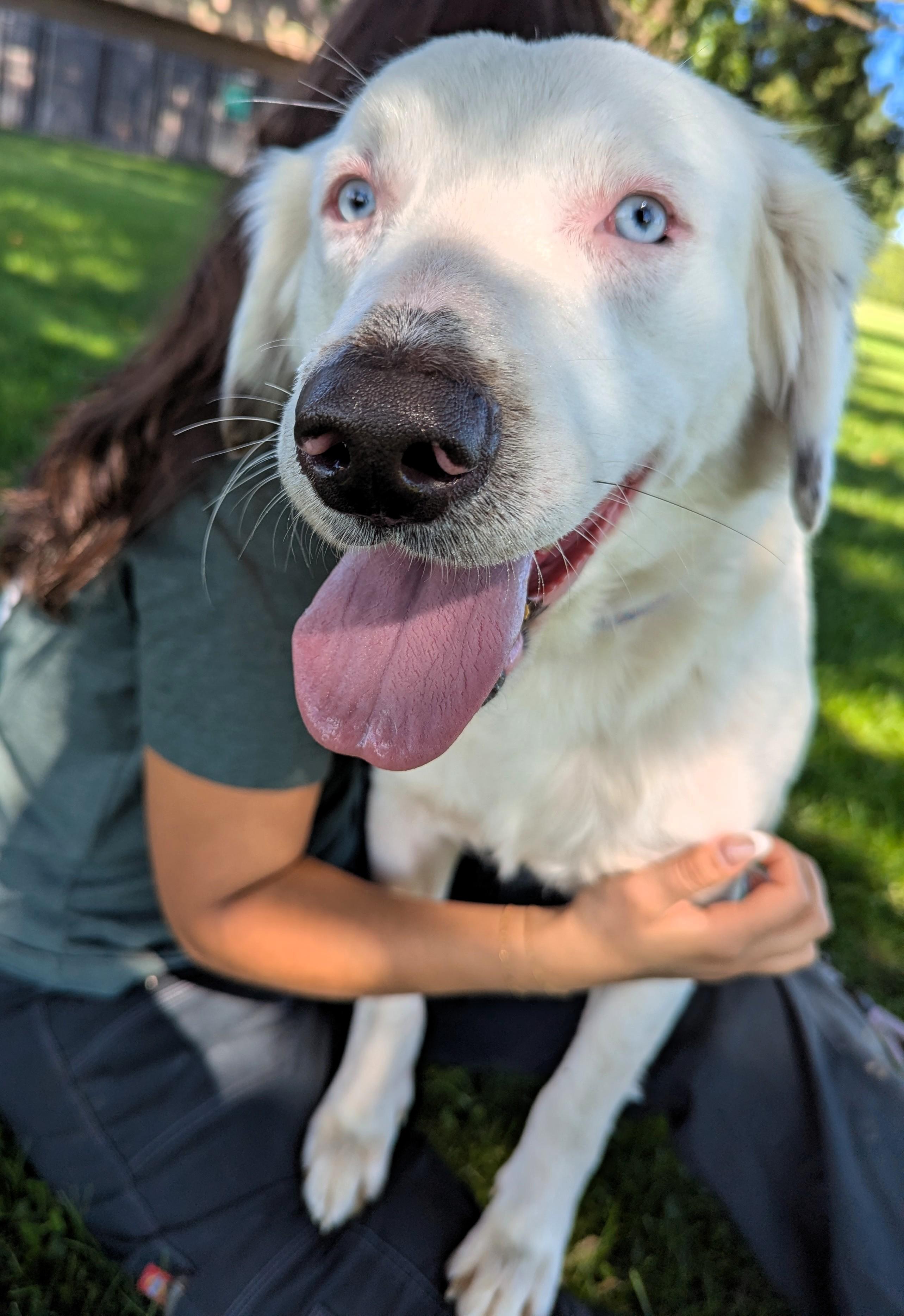 Lorelei, Adoptable, Adult Female Catahoula Leopard Dog & Australian Shepherd.