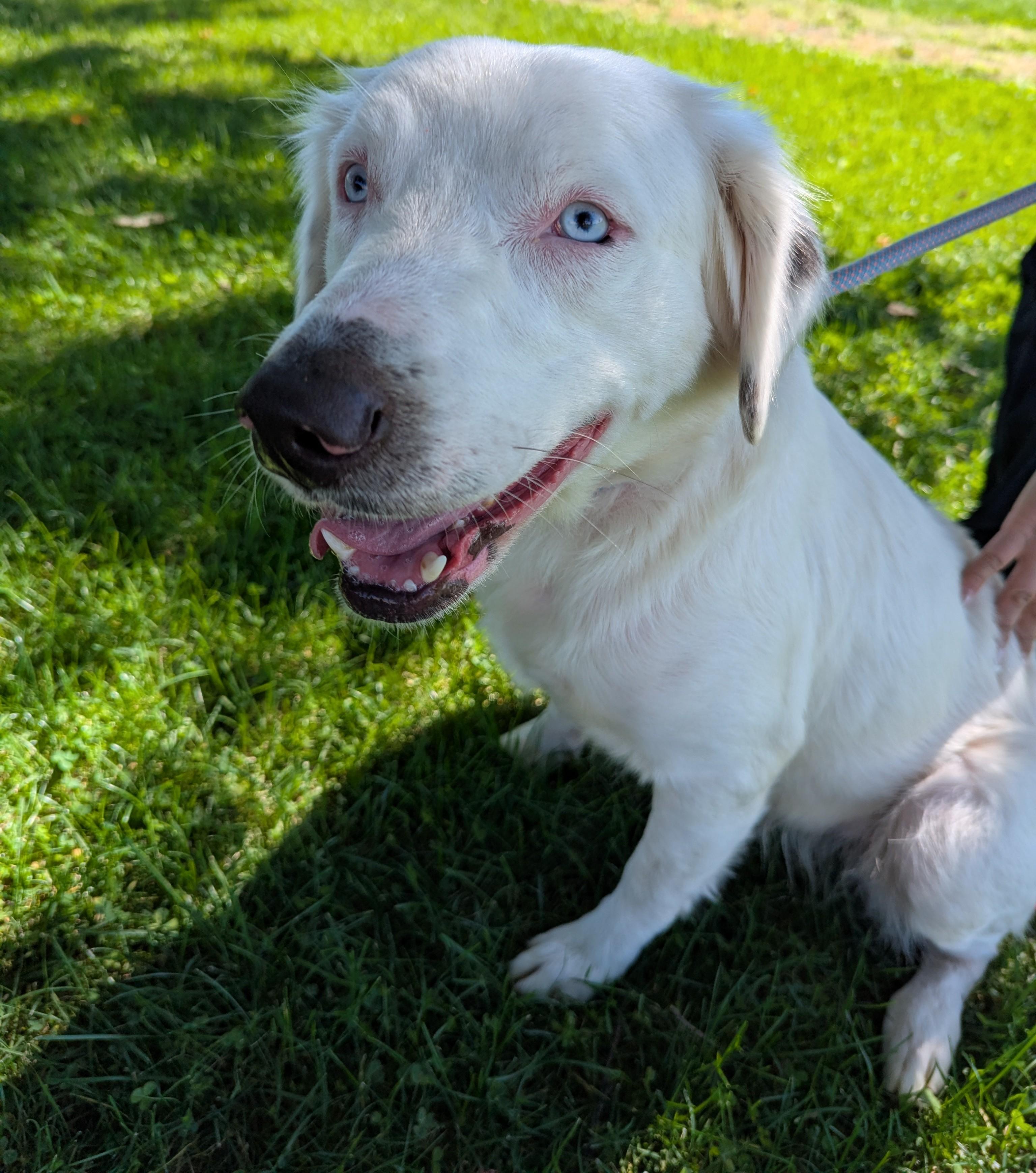 Enlarge Lorelei, a Adoptable mixed breed in Valparaiso, IN image 3/4