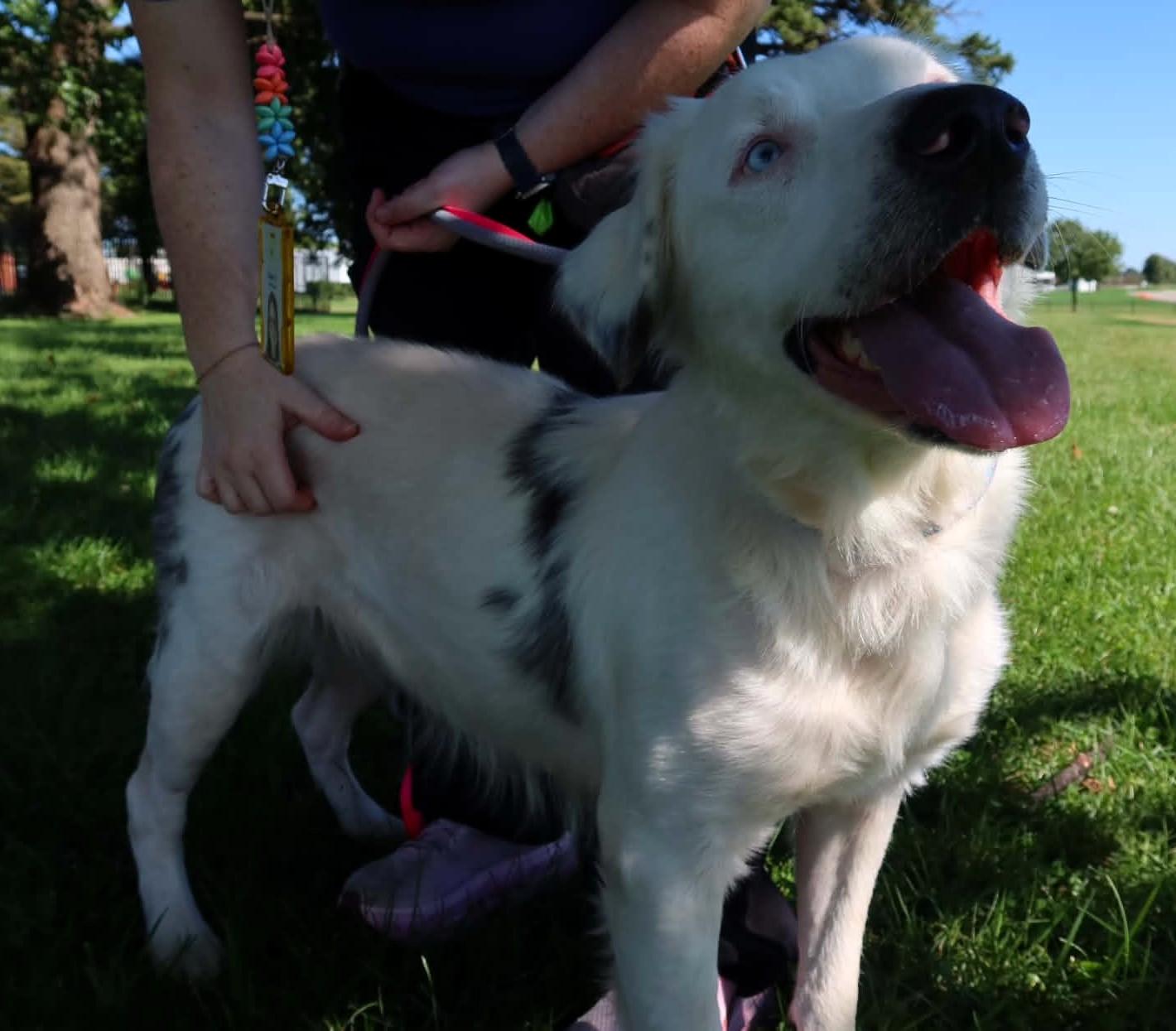 Enlarge Lorelei, a Adoptable mixed breed in Valparaiso, IN image 2/4
