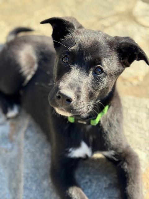 Game Show Litter_ Fortune, adopted, Puppy Female Shepherd & Labrador Retriever.