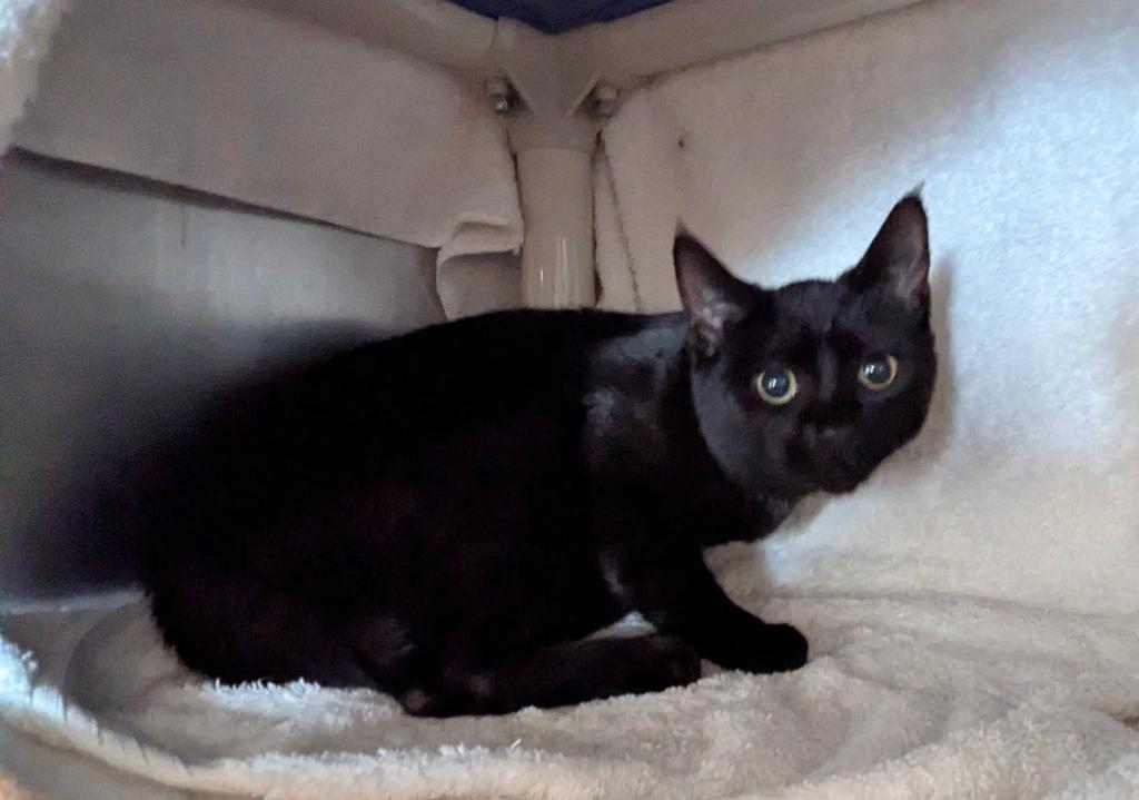 Enlarge Mouse, a Adoptable mixed breed in Hyde Park, NY image 1/1