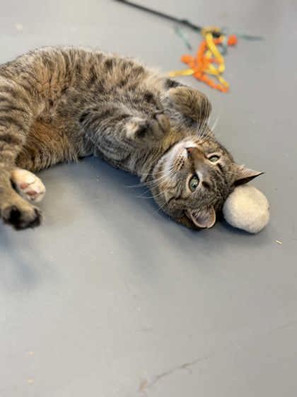 Gigi, Adoptable, Adult Female Domestic Short Hair & Domestic Short Hair.