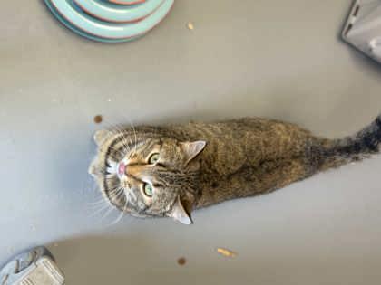 Enlarge Gigi, a Adoptable mixed breed in Mount Pleasant, IA image 2/3