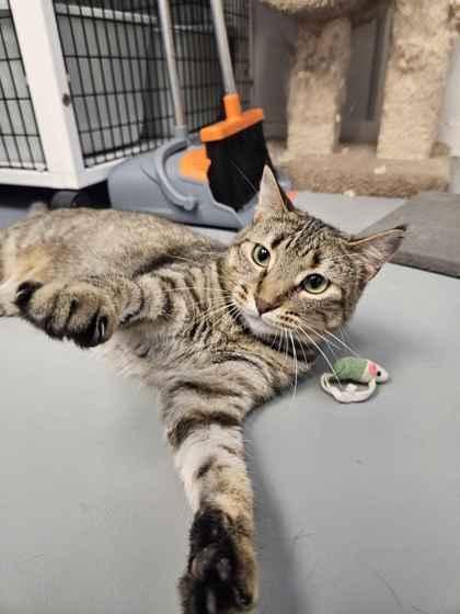 Enlarge Gigi, a Adoptable mixed breed in Mount Pleasant, IA image 3/3