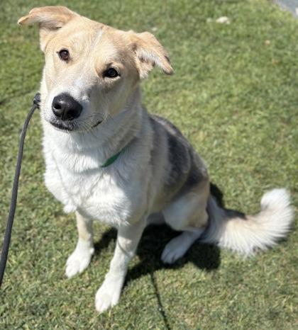 Bogey, Adoptable, Adult Male German Shepherd Dog & Mixed Breed.