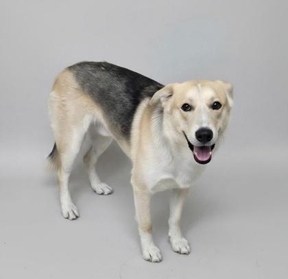 Enlarge Bogey, a Adoptable mixed breed in Phoenix, AZ image 2/3
