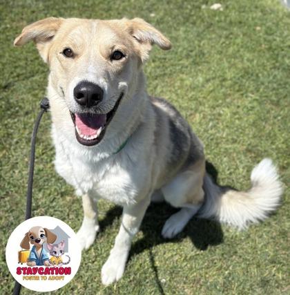 Enlarge Bogey, a Adoptable mixed breed in Phoenix, AZ image 3/3