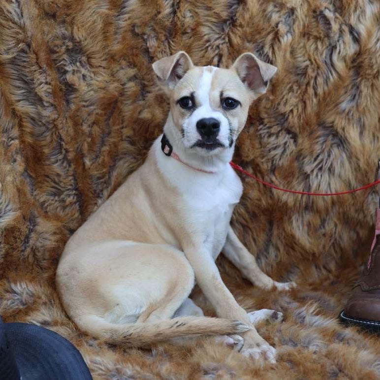 OLIVIA., Adoptable, Puppy Female Terrier.