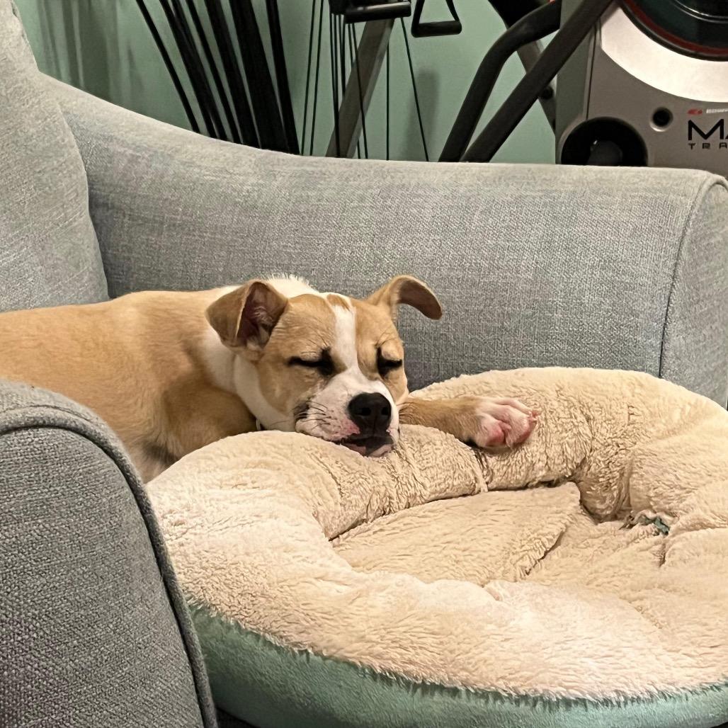 Enlarge OLIVIA., a Adoptable Terrier in Atco, NJ image 2/6