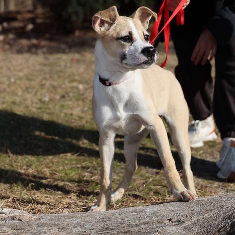 Enlarge OLIVIA., a Adoptable Terrier in Atco, NJ image 4/6