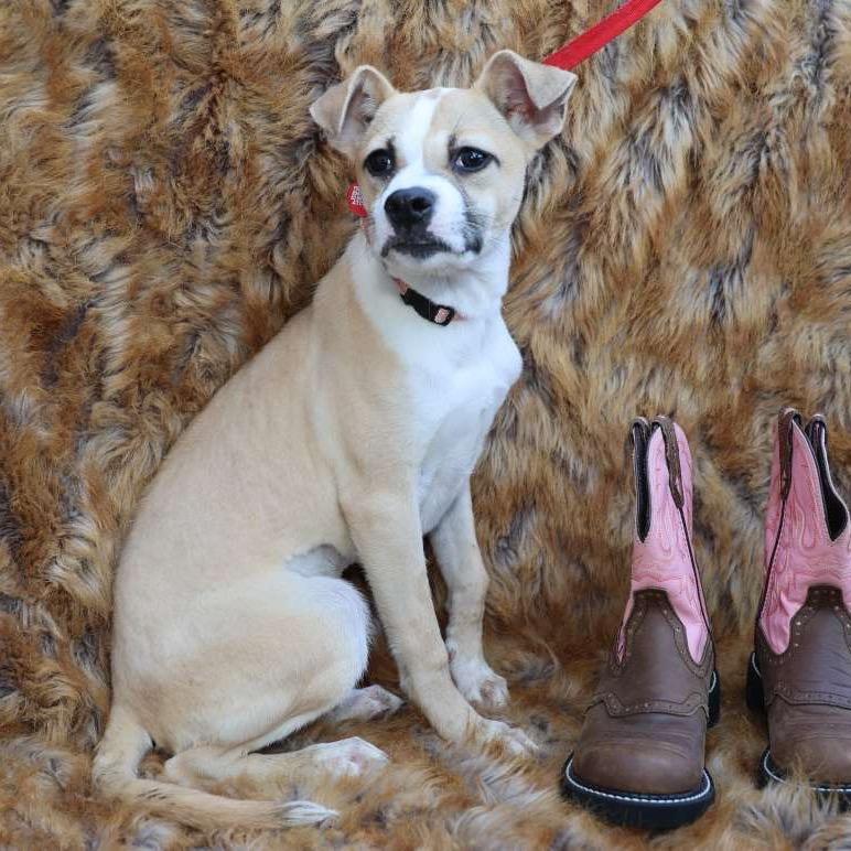 Enlarge OLIVIA., a Adoptable Terrier in Atco, NJ image 6/6