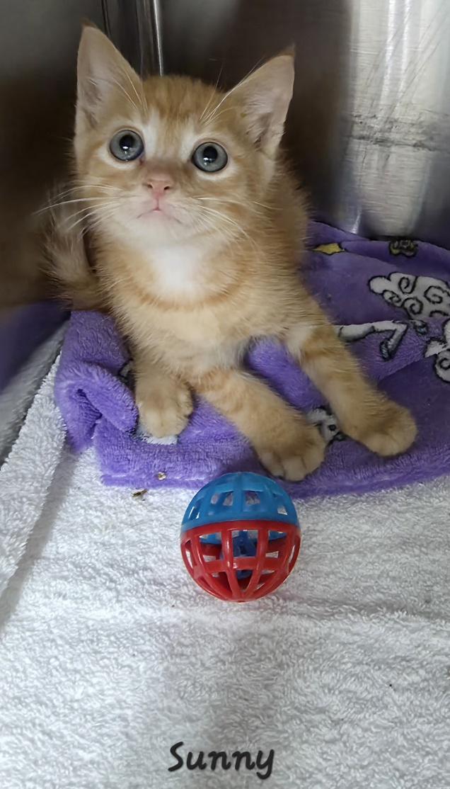 Enlarge Sunny and Cher, an adopted Domestic Short Hair in Key Largo, FL image 5/5